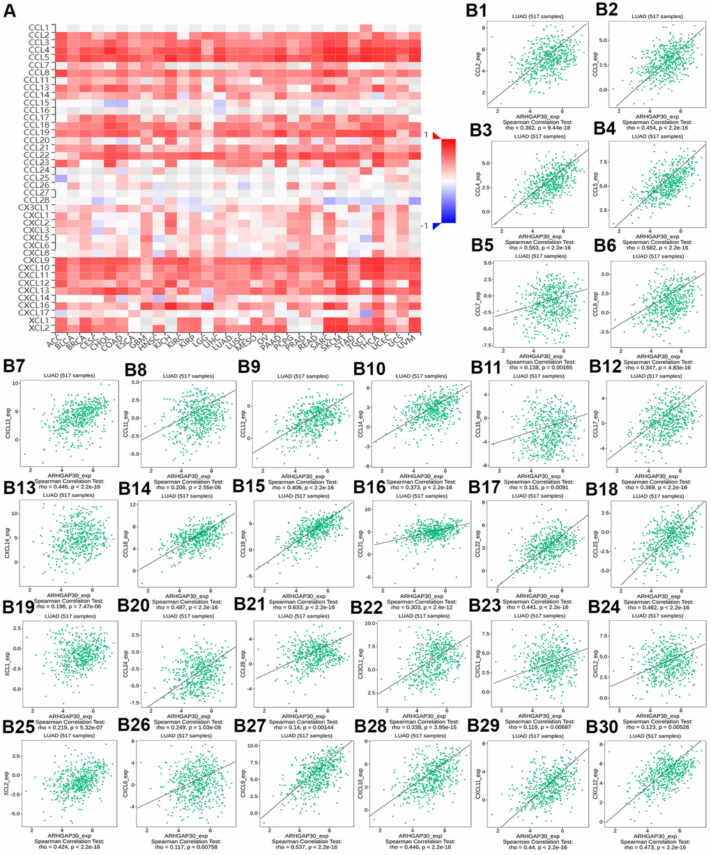 The correlation between the DNA methylation of ARHGAP30 and immune inhibitors. (A) Heat map of Spearman correlations between DNA methylation of ARHGAP30 and immune inhibitors across human cancers. (B1–B30) Scatter plots showing the negative correlation between DNA methylation of ARHGAP30 and immune inhibitors in the treatment of lung adenocarcinoma.
