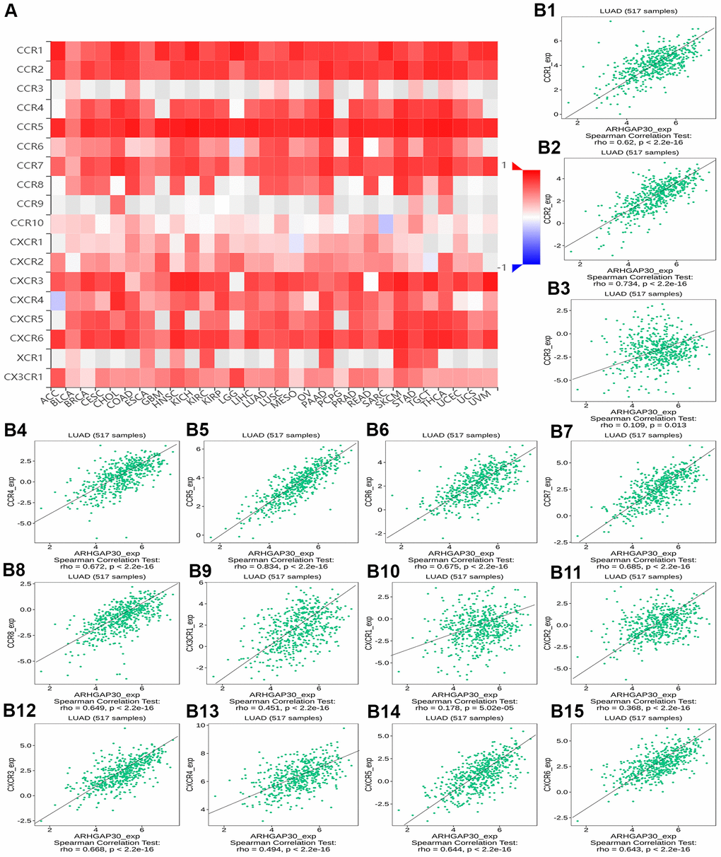 The correlation between the expression of ARHGAP30 and immunostimulators. (A) Heat map of Spearman correlations between ARHGAP30 expression and immunostimulators across human cancers. (B1–B15) Scatter plots showing the positive correlation between ARHGAP30 expression and immunostimulators in the treatment of lung adenocarcinoma.