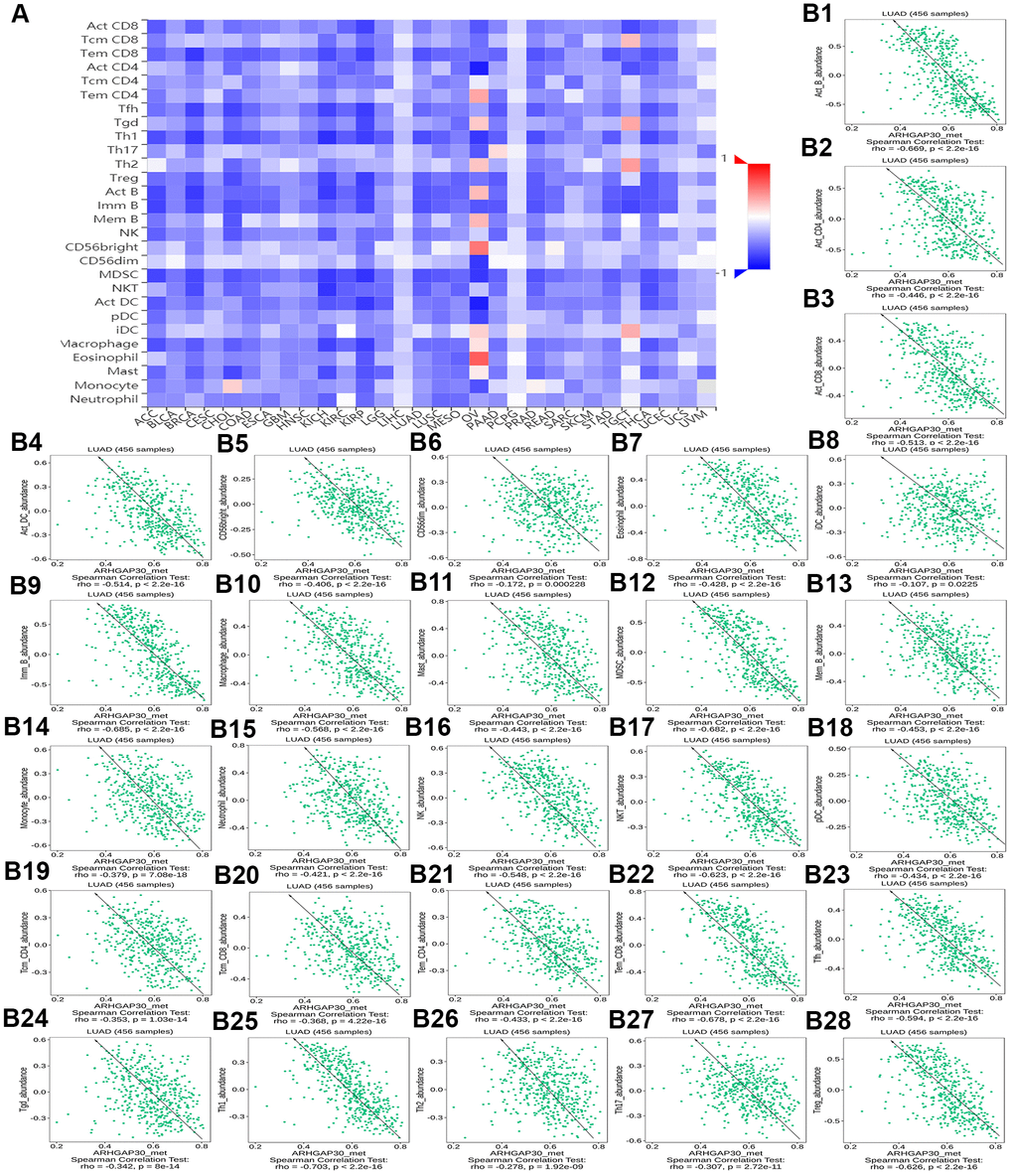 The correlation between the DNA methylation of ARHGAP30 and Immunostimulators. (A) Heat map of Spearman correlations between DNA methylation of ARHGAP30 and immunostimulators across human cancers. (B1–B28) Scatter plots showing the negative correlation between DNA methylation of ARHGAP30 and immunostimulators in the treatment of lung adenocarcinoma.