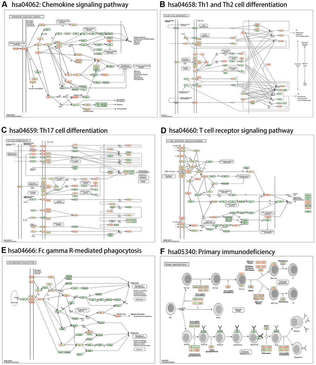 Immune-related statistically significant KEGG pathway annotations. (A) Chemokine signaling pathway (hsa04062). (B) Th1 and Th2 cell differentiation (hsa04658). (C) Th17 cell differentiation (hsa04659). (D) T cell receptor signaling pathway (hsa04660). (E) Fc gamma R-mediated phagocytosis (hsa04666). (F) Primary immunodeficiency (hsa05340). Red denotes leading-edge genes; green denotes the remaining genes.