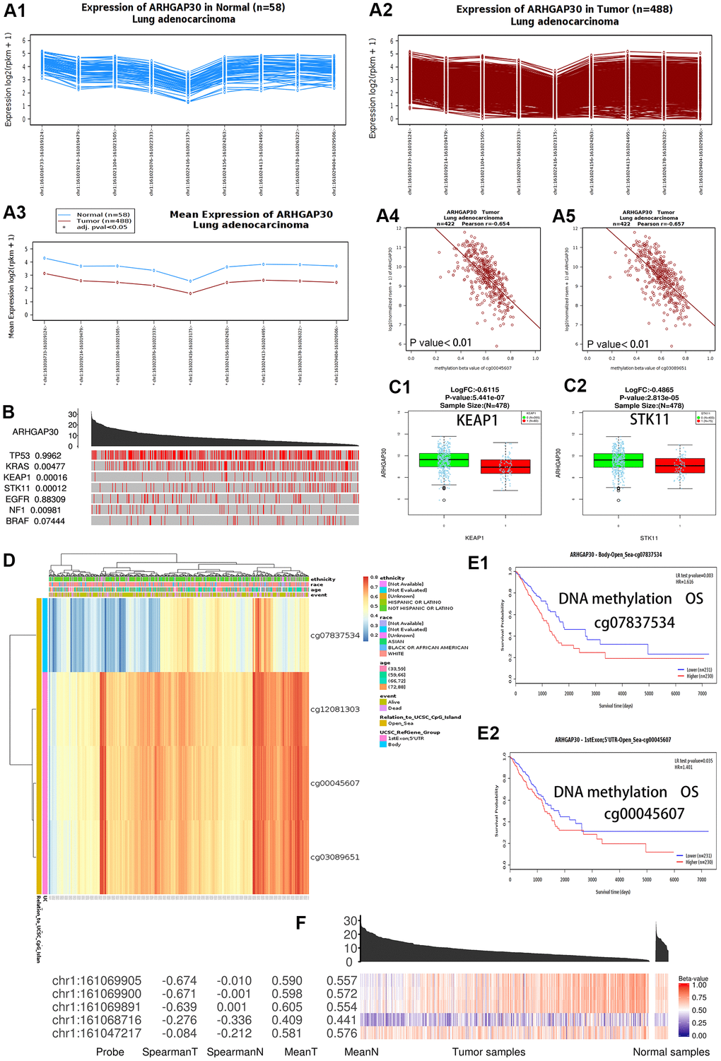 DNA methylation and the differential expression of ARHGAP30 between lung adenocarcinoma and normal tissues. (A) The abundance of the different exons of the ARHGAP30 gene shows an uneven balance in normal and tumor tissues in patients with lung adenocarcinoma according to the Wanderer database. (A1) Expression of ARHGAP30 in normal tissues (n = 58); (A2) Expression of ARHGAP30 in tumor tissues (n = 488); (A3) Comparison of the mean expression of ARHGAP30 between normal tissue and lung adenocarcinoma tissue. (A4, A5) The expression of ARHGAP30 correlated negatively with the level of DNA methylation. (B) Highly mutated genes and the expression of ARHGAP30 in the TCGAportal database. The value adjacent to the highly mutated gene is the permutation test p-value of gene expression between the driver mutated (red) and not-mutated (gray) samples. (C1, C2) Box plots of the mRNA expression of ARHGAP30 in lung adenocarcinoma before and after mutation of highly mutated genes (KEAP1, STK11) in the Linkedomics database. (D) Heat map of ARHGAP30 methylation in lung adenocarcinoma. (E1, E2) Kaplan–Meier plots of the survival of patients with lung adenocarcinoma with different ARHGAP30 DNA methylation levels (Different methylation probes cg07837534 and cg00045607 in the MethSurv database). (F) Gene expression and methylation of ARHGAP30 in samples of primary tumors and solid tissues analyzed at the TCGAportal database. Spearman T: Spearman correlation between expression and methylation in primary tumor samples. Spearman N: Spearman correlation between expression and methylation in solid tissue standard samples. Mean T: Mean value of the methylation beta-value in primary tumor samples. Mean N: Mean value of methylation in normal solid tissue samples.