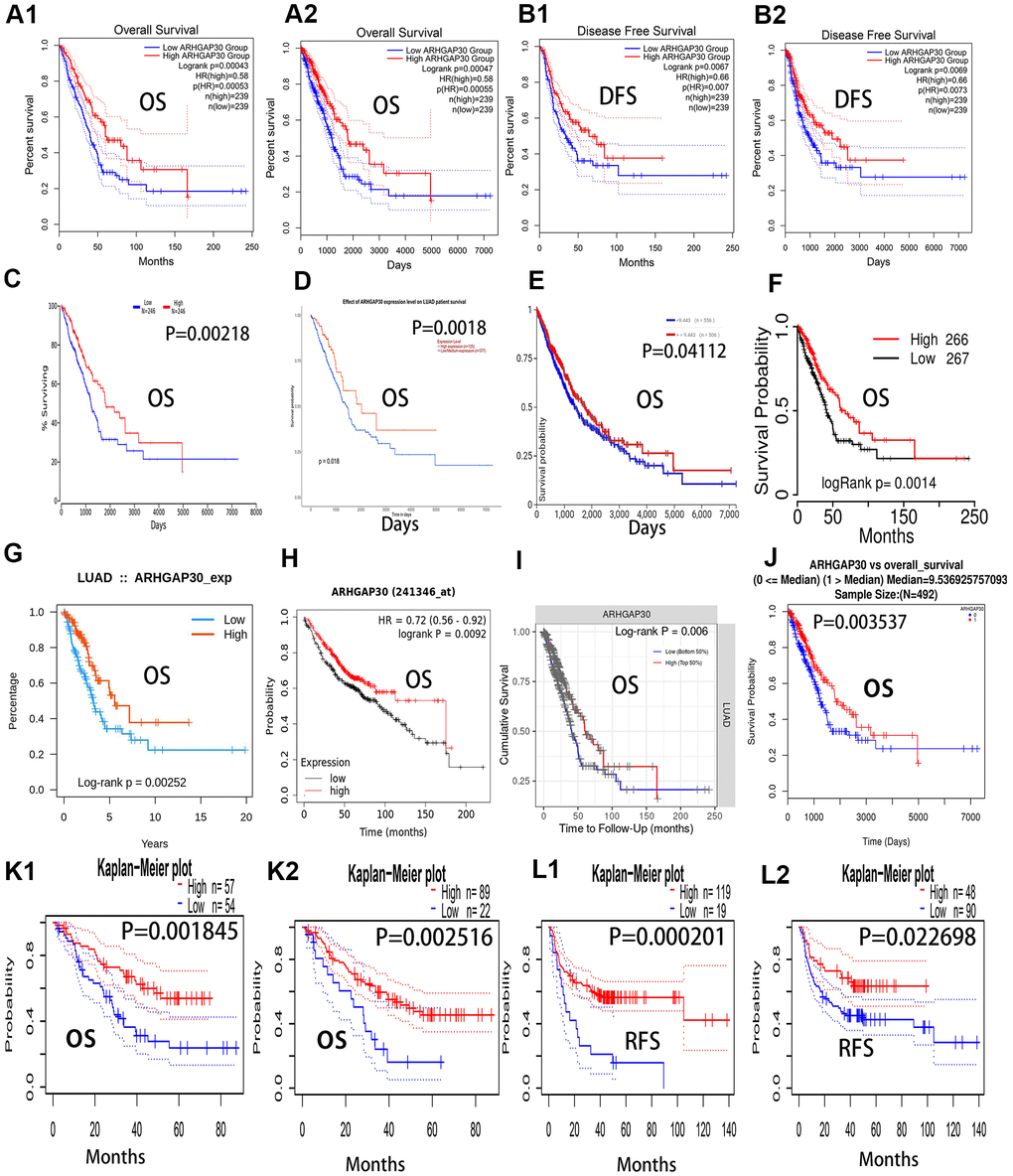 Overall survival curves, recurrence-free survival curves, and disease-free survival curves of ARHGAP30 in lung adenocarcinoma. The blue curves represent patients with lung adenocarcinoma with low ARHGAP30 expression, and the red curves represent patients with lung adenocarcinoma with high ARHGAP30 expression. (A1, A2) Two overall survival curves (in months and days, respectively) from the GEPIA database; (B1, B2) Two disease-free survival (DFS) curves for ARHGAP30 in the GEPIA database (in months and days, respectively). (C–J) Eight overall survival curves from the databases of Oncolnc, Ualcan, UCSC, TCGAportal, TISIDB, KMplot, TIMER, and Linkedomics, respectively. (K1, K2) Two survival curves representing the overall survival curves from the PrognoScan database. (L1, L2) Two survival curves representing recurrence-free survival curves from the PrognoScan database.