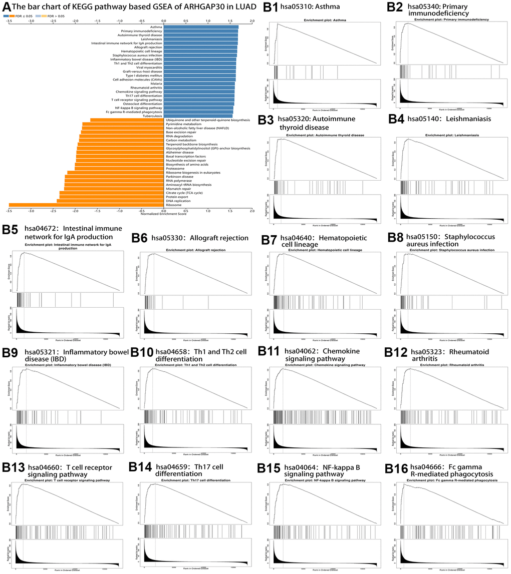 KEGG pathway-based GSEA of ARHGAP30 in lung adenocarcinoma (LUAD). (A) Bar chart of KEGG pathway-based GSEA of ARHGAP30 in LUAD (FDR B1–B16) GSEA enrichment analysis Plots of 16 tumor immune-related KEGG gene sets (FDR 