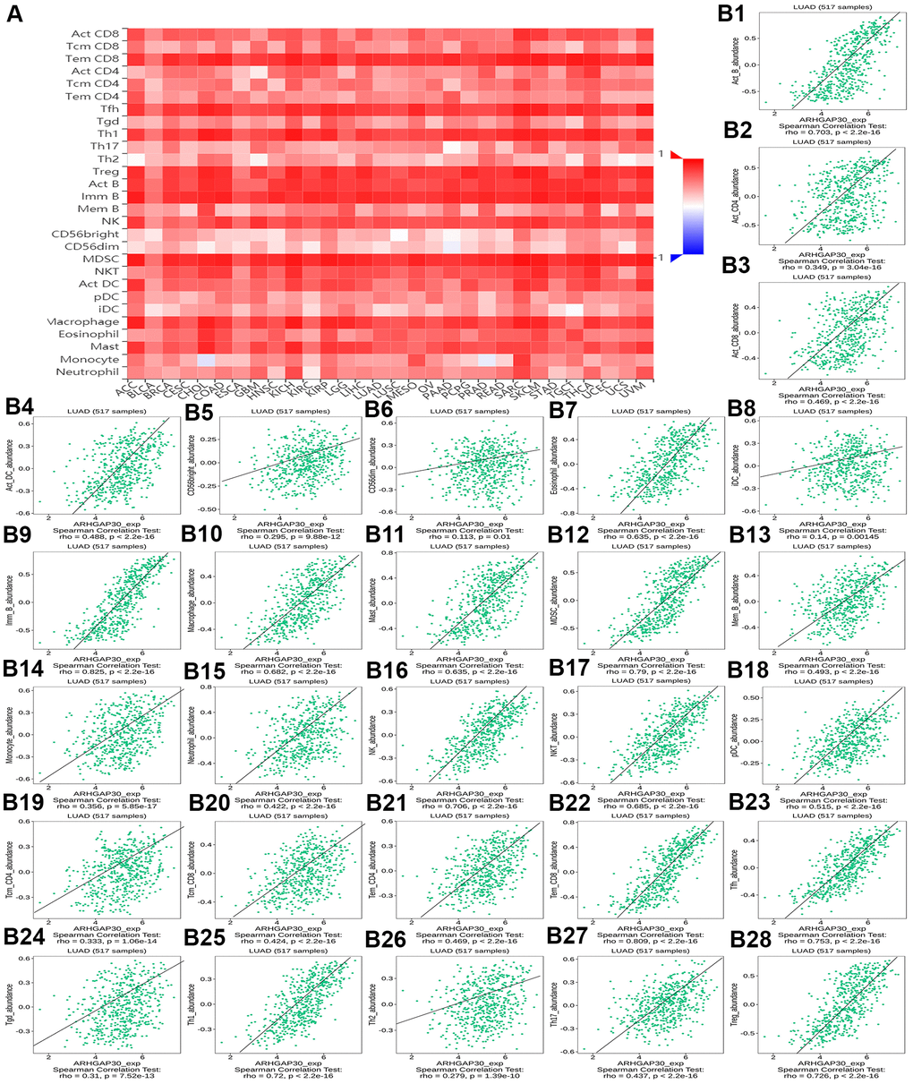 The correlation between the abundance of tumor-infiltrating lymphocytes (TILs) and expression of ARHGAP30. (A) Heat map of the relationship between the abundance of TILs and ARHGAP30 expression. (B1–B28) Scatter plots showing the positive correlation between ARHGAP30 expression and TILs in the treatment of lung adenocarcinoma. Act