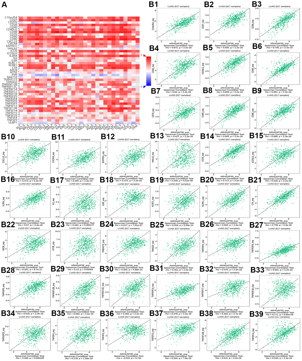 The correlation between the abundance of tumor-infiltrating lymphocytes (TILs) and the methylation of ARHGAP30. (A) Heat map of the relationship between the abundance of TILs abundance and ARHGAP30 DNA methylation. (B1–B39) Scatter plots showing the negative correlation between ARHGAP30 DNA methylation and TILs in the treatment of lung adenocarcinoma. Act