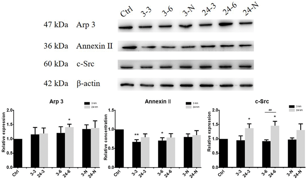 The expression of actin regulatory proteins (Arp 3, Annexin II and c-Src) in TM-4 cells treated with two different concentrations of TiO2-NPs for 24 h. “3–3”: 30 μg/ml, “3–6”: 60 μg/ml, “3-N”: TM-4 cells were treated with 5 mM NAC for 2 h and then treated with 60 μg/ml 3-nm TiO2-NPs for 24 h. “24–3”: 30 μg/ml, “24–6”: 60 μg/ml, “24-N”: TM-4 cells were treated with 5 mM NAC for 2 h and then treated with 60 μg/ml of 24-nm TiO2-NPs for 24 h. n=5, *ppp
