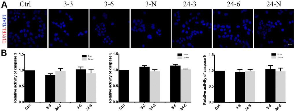The effect of TiO2-NPs on TM-4 cell apoptosis. (A) TUNEL results revealed no apoptosis signals (red fluorescence) in TM-4 cells treated with TiO2-NPs. (B) Caspase 3/8/9 activity in cells treated with TiO2-NPs showed no obvious changes. The results were expressed as the mean ± SEM. n=4, Scale bar=20 μm.