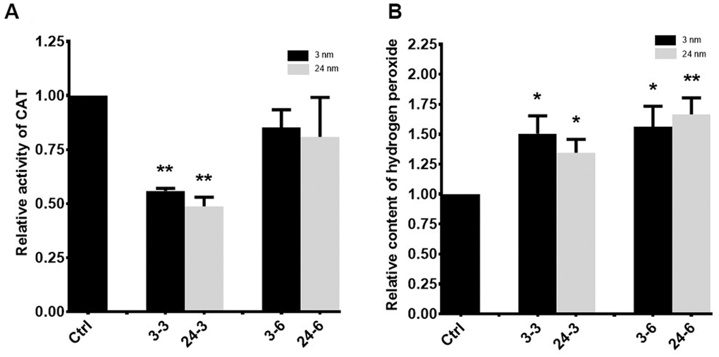Oxidative stress in TM-4 cells treated with TiO2-NPs. (A) Intracellular CAT activity in TM-4 cells treated with TiO2-NPs for 24 h. (B) Intracellular hydrogen peroxide levels in TM-4 cells treated with TiO2-NPs for 24 h. The results are expressed as the mean ± SEM. n=7, *pp