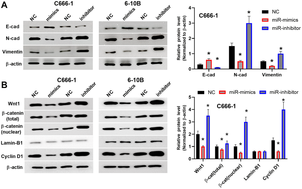 MiR-212 inhibited EMT and inactivated the Wnt/β-catenin pathway in NPC cells. (A) The protein levels of Vimentin, N-cadherin and E-cadherin were regulated by miR-212 mimics or inhibitor in C666-1 cells. NC means C666-1 cells with empty sequence. n=3-4. Data were quantified and normalized to the intensity of β-actin (left). (B) The protein levels of Wnt/β-catenin and downstream Cyclin D1 were analyzed by western blot. Both total β-catenin and nuclear localized β-catenin were shown. Lamin-B1 was used as the loading control for nuclear proteins. The western blots (right) were the representative images of 3-4 experiments. Data were quantified and normalized to the intensity of β-actin (left). *p p 