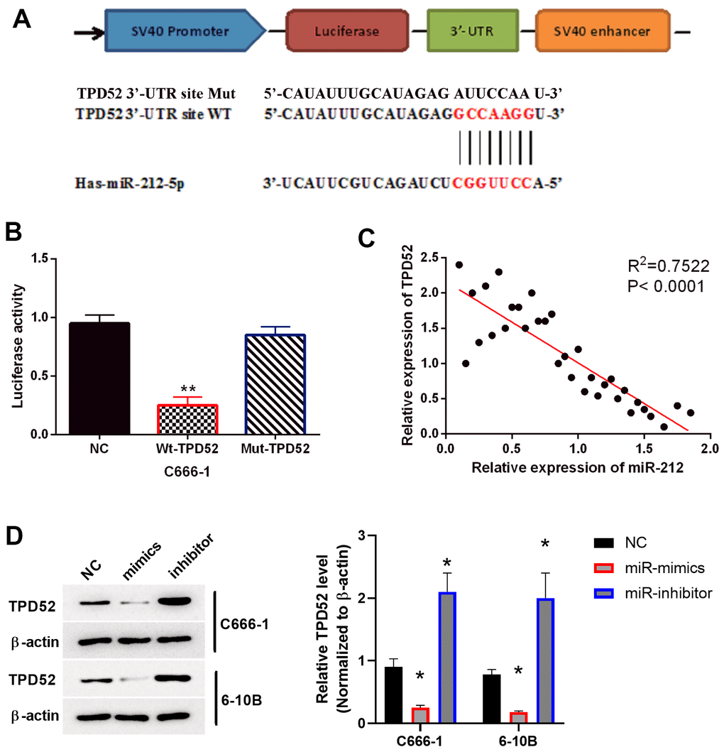 TPD52 was a direct target of miR-212. NC represented C666-1 cells with empty sequence. (A) Predicted binding site between TPD52 and miR-212. (B) Luciferase reporter assay with WT-TPD52 and Mut-TPD52. N=3. (C) miR-212 was negatively correlated with TPD52 in NPC tissues. N=33. (D) miR-212 mimics or inhibitor regulated TPD52 expression. The western blots were the representative images of 3 experiments. Data were quantified and normalized to the intensity of β-actin. **p 