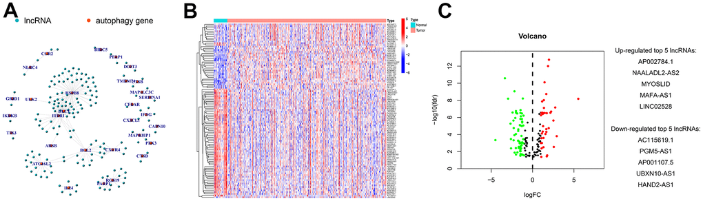 Screening and identification of differentially expressed autophagy-related lncRNAs in GC. (A) Construction of autophagy-related mRNA-lncRNA interactions using co-expression network analysis. Genes differentially expressed between GC and normal tissues were identified using differential analysis, and their expressions were visualized in (B) heatmaps and (C) volcanic plots. The identified top 5 increased or decreased autophagy-related lncRNAs in GC are also listed in panel C.