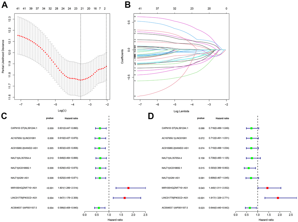 Construction of a GC risk model based on autophagy-related lncRNA pairs. (A, B) Univariate Cox regression and LASSO algorithm were utilized to identify optimal autophagy-related lncRNA pairs associated with GC survival. The optimal gene pairs were subjected to the Cox proportional hazard model using (C) univariate and (D) multivariate analyses. A prognostic model was constructed using a stepwise regression method. Hazard ratios were visualized in forest plots.