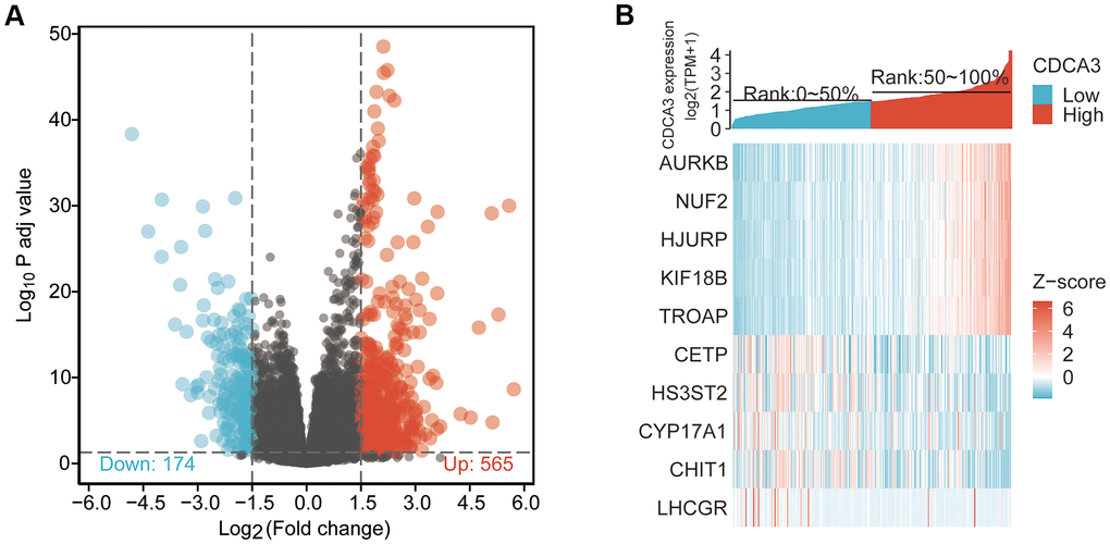 DEGs associated with CDCA3 in KIRP. (A) The results of the DEGs analysis with a volcano graph. |logFC| > 1.5 and padj B) The results of the most distinctly DEGs with a heat map.