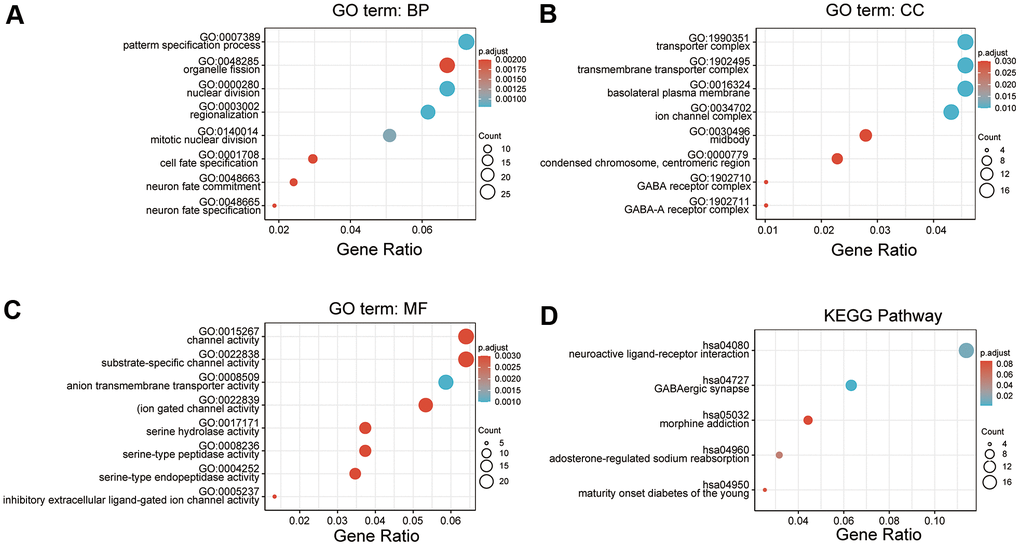 GO and KEGG pathway enrichment analyses. (A–C) GO enrichment analyses of DEGs associated with CDCA3. (A) Cellular component; (B) Biological processes; (C) Molecular functions (D) KEGG enrichment analyses of DEGs associated with CDCA3.