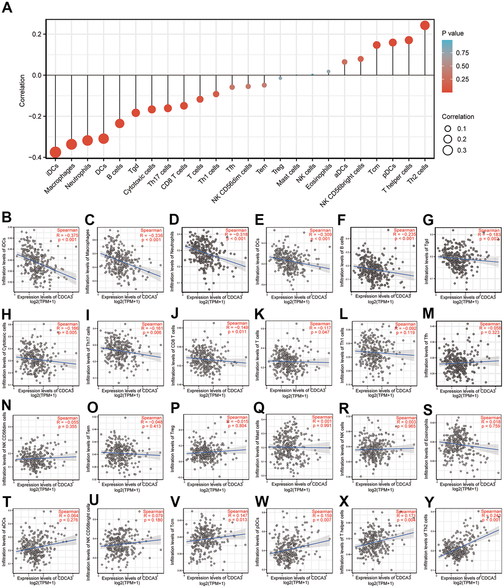 Immune cell infiltration. (A–Y) Spearman correlation analyses of the associations between the CDCA3 expression and the infiltration of 24 types of immune cells.