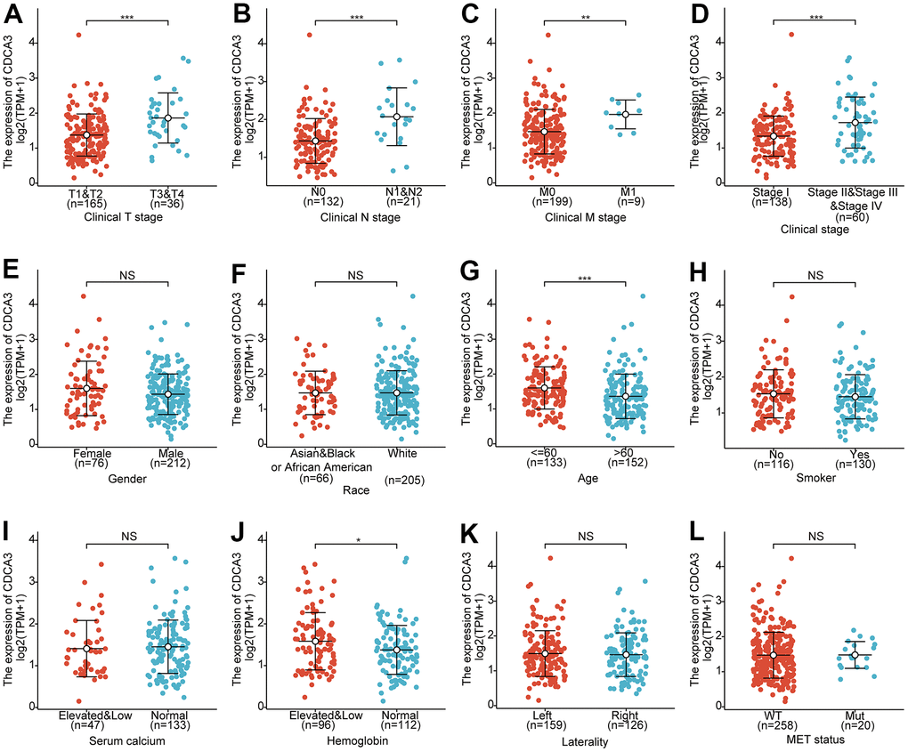 Clinicopathological factors associated with CDCA3 in KIRP. (A–L) CDCA3 mRNA expression with clinicopathological parameters of patients with KIRP, including clinical stage, gender, race, age, smoking status, serum calcium, hemoglobin, laterality and MET status. ns, p ≥ 0.05; *, p p p 