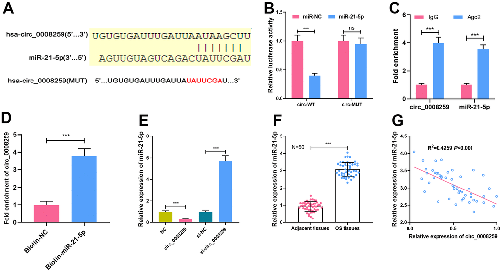 MiR-21-5p is the target of circ