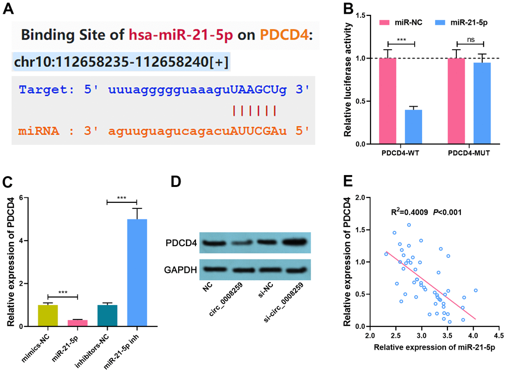 MiR-21-5p specifically regulates PDCD4. (A). StarBase database was used to predict the binding site between miR-21-5p and PDCD4. (B) Dual-luciferase reporter assay was used to confirm the interaction between miR-21-5p and PDCD4. (C, D) qRT-PCR and Western blot assays was used to detect the expression of PDCD4 after circ
