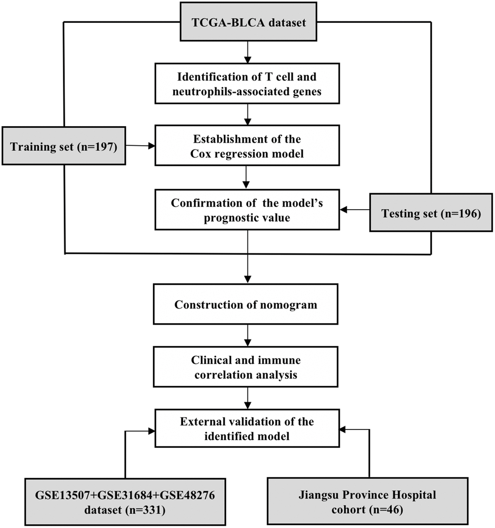 The flow chart of study design. The T cell and neutrophils-associated genes were identified by Spearman correlation analysis using the data of TCGA-BLCA dataset. The total 393 samples of the TCGA-BLCA dataset were then randomly divided into the training and testing sets for the construction and validation of prognostic model. The clinical- and immune-correlation of the identified model was further explored in the whole TCGA-BLCA dataset. Two independent sets, including an integrated GEO dataset and a cohort recruited from the Jiangsu Province Hospital, were further analyzed for the external validation of the model.