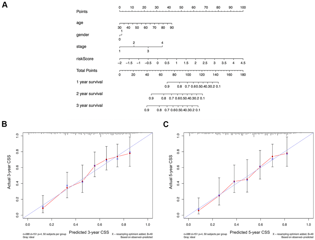 (A) A comprehensive nomogram integrating the estimated risk score and other clinicopathologic features for the survival prediction of bladder cancer patients using the data of TCGA-BLCA dataset. (B, C) The calibration curves comparing the predicted and actual 3-year and 5-year cancer specific survival (CSS) rates.