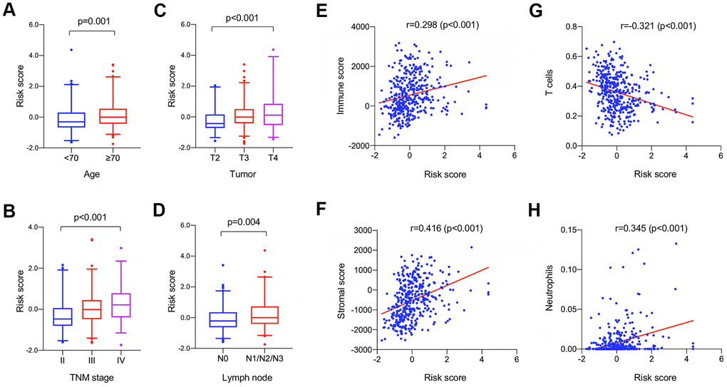 Clinical (A–D) and immune (E–H) correlation analysis of the identified model in the TCGA-BLCA dataset. (A–D) The boxplots showing the change of risk scores among patients with varied clinical characteristics including age (A), TNM stage (B), tumor size (C), and lymph node metastasis (D); horizontal lines: mean, interquartile range (Q25, Q75), and 95% confidence interval. (E-F) Spearman correlation analyses revealed that the estimated risk score was significantly correlated with the immune and stromal constituent proportion in tumor microenvironment. (G, H) The estimated score has significant negative correlation with T cell proportion and positive correlation with neutrophils proportion.