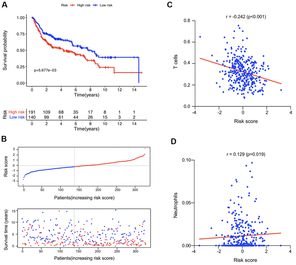External validation in the combined GSE13507, GSE31684, and GSE48276 datasets (n = 331). (A) Kaplan-Meier survival analysis comparing the overall survival status between the high-risk and low-risk patients. (B) Distribution plot of the risk score and survival status of each patients. (C, D) The correlation between the estimated risk score and the proportion of T cells and neutrophils in tumor microenvironment.