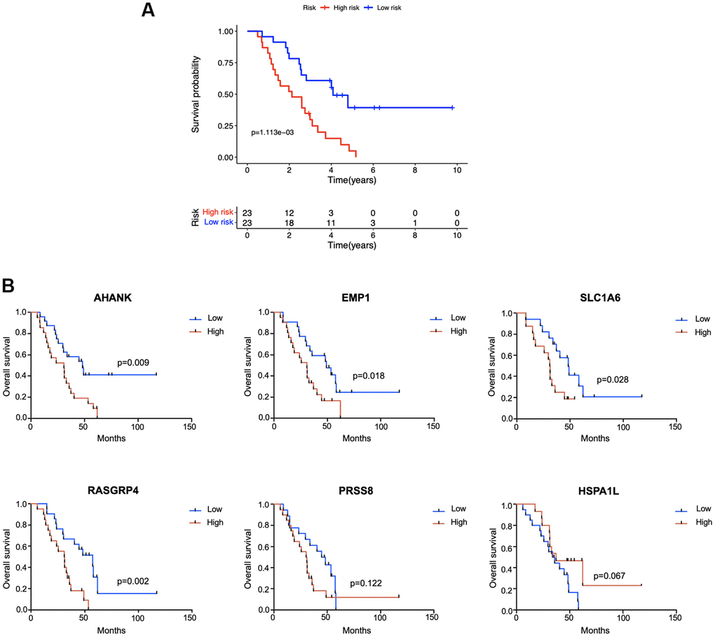 External validation in the Jiangsu Province Hospital cohort (n = 46). (A) Kaplan-Meier survival analysis comparing the prognosis between high-risk and low-risk patients. (B) According to the median expression level of each gene in tumor tissue samples, patients were divided into high- and low-expression groups and the survival status of the two subgroups was compared by Kaplan-Meier survival analysis.