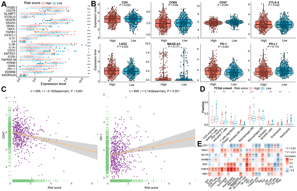 The immune landscape of two distinctive subclasses in the training cohort. (A) The differential expression level of immune checkpoint molecules between two subclasses with statistical significance. (B) Violin plots of the CD4, CD8A, CD47, CTLA4, LAG3, MAGE-A3, PD-1 and PD-L1 expression levels for two subtypes. (C) The association between risk score and CD47 as well as PD-1 expression levels. (D) Immune infiltration between high- and low- risk subtypes with statistical significance in the training cohort. (E) Correlation analysis between the expression of seven IRGs and the infiltration of immune cells. Statistical significance at the level of ns ≥ 0.05, * 