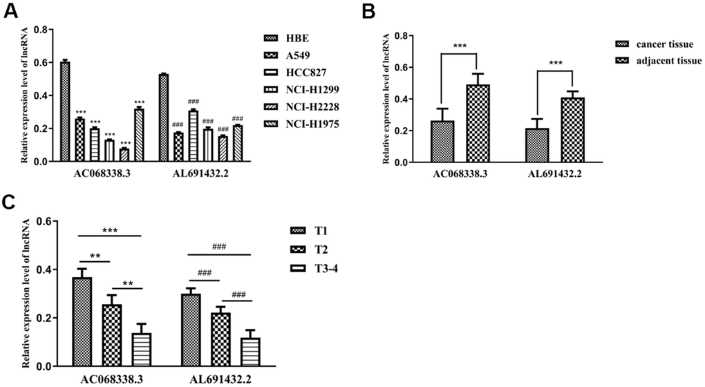 The expression levels of two sIRLNRs and the relationships with various T-stages. The results of RT-qPCR of the expression levels of AC068338.3 and AL691432.2 in LUAC cell lines and tumor and adjacent tissues. The expression levels of AC068338.3 and AL691432.2 in HBE were both higher than those in LUAC cell lines, *** represents the significant difference of AC068338.3 compared with HBE (P### represents the significant difference of AL691432.2 compared with HBE (PA). Compared with cancer tissues, the expression levels of AC068338.3 and AL691432.2 were both higher in adjacent tissues; *** represents the significant difference of AC068338.3 (P### represents the significant difference of AL691432.2 (PB). The expression levels of AC068338.3 and AL691432.2 were both the lowest in LUAC patients of T3-4 stages, and the highest expression levels of AC068338.3 and AL691432.2 were both detected in T1 patients; *** represents the significant difference of AC068338.3 (P### represents the significant difference of AL691432.2 (+C).