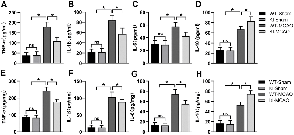 CHIP overexpression alleviated the inflammatory response after MCAO. (A–D) Proinflammatory mediators (TNF-α, IL-1β, IL-6) and anti-inflammatory mediator (IL-10) levels in the serum after MCAO. (E–H) Pro-inflammatory mediators (TNF-α, IL-1β, IL-6) and anti-inflammatory mediator (IL-10) in peri-infarct tissues after MCAO. Data are presented as the mean ± SEM; n=6/group; ns, no significant difference; *P 