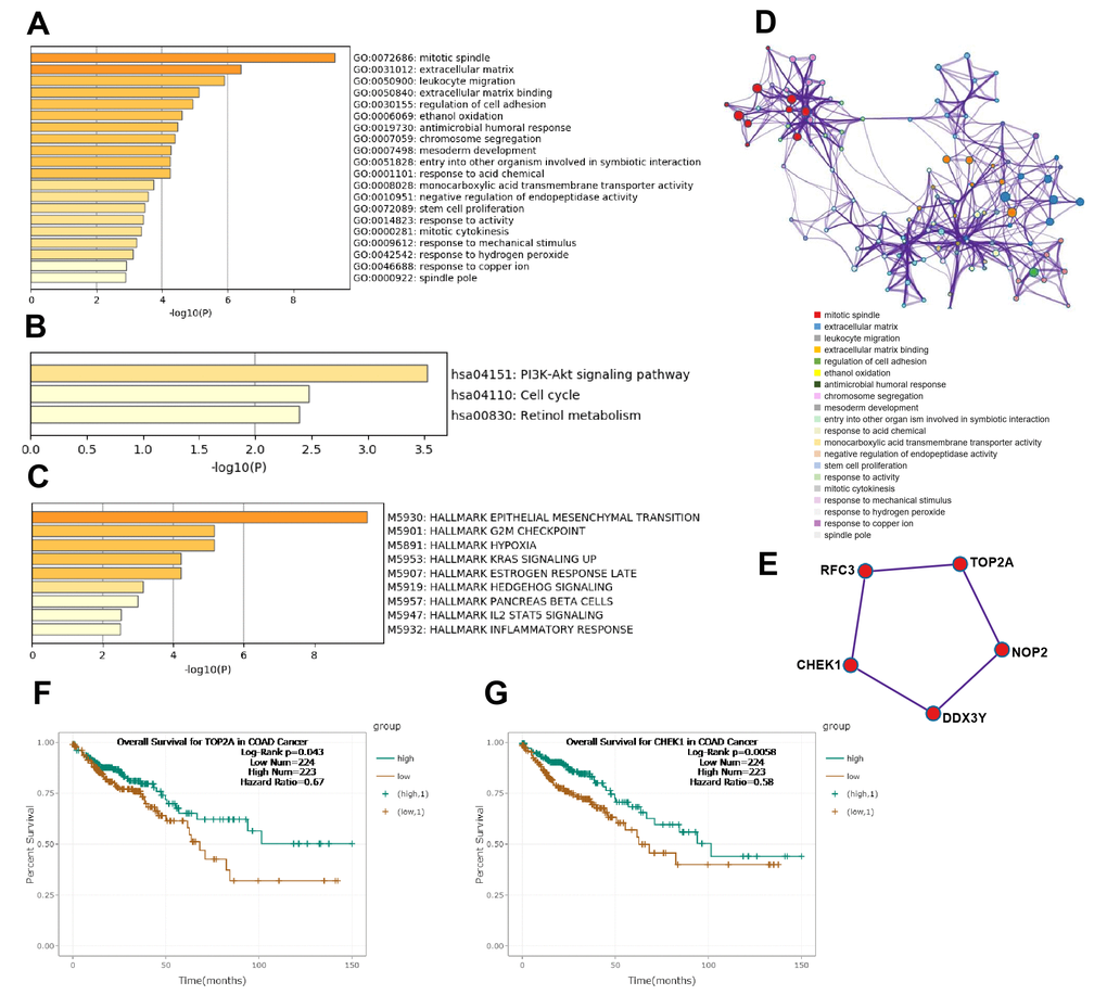 Functional analysis of lncRNAs in CRC tumorigenesis. (A) GO enrichment showed differentially expressed lncRNA associated biological processes (top 10). (B) KEGG pathway analysis showed differentially expressed lncRNAs associated signal pathways (top 10). (C) Hallmark Gene Sets analysis showed differentially expressed lncRNAs associated biological processes of diseases and cancer (top 10). (D) GO terms network. Each term is represented by a circle node, where its size is proportional to the number of input genes fall into that term, and its color represent its cluster identity. (E) The top MCODE network for differentially expressed lncRNAs associated mRNAs. (F) Overall survival for patients in TCGA-COAD according to the TOP2A expression level. (G) Overall survival for patients in TCGA-COAD according to the CHEK1 expression level.