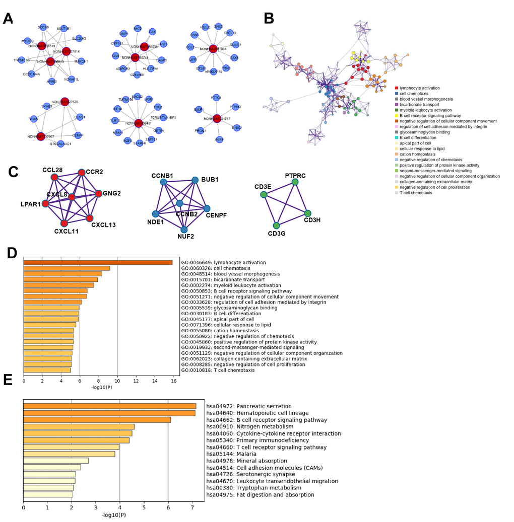 Functional analysis of lncRNAs in CRC metastasis. (A) lncRNA-mRNA network in CRC metastasis: 10 selected lncRNAs and 53 mRNAs were included in the network. (B) GO term network Each term is represented by a circle node, where its size is proportional to the number of input genes falling into that term, and its color represents its cluster identity. (C) Top three MCODE networks for differentially expressed lncRNA-associated mRNAs. (D) GO enrichment showed differentially expressed lncRNA-associated biological processes (top 10). (E) KEGG pathway analysis showed differentially expressed lncRNA-associated signaling pathways (top 10).