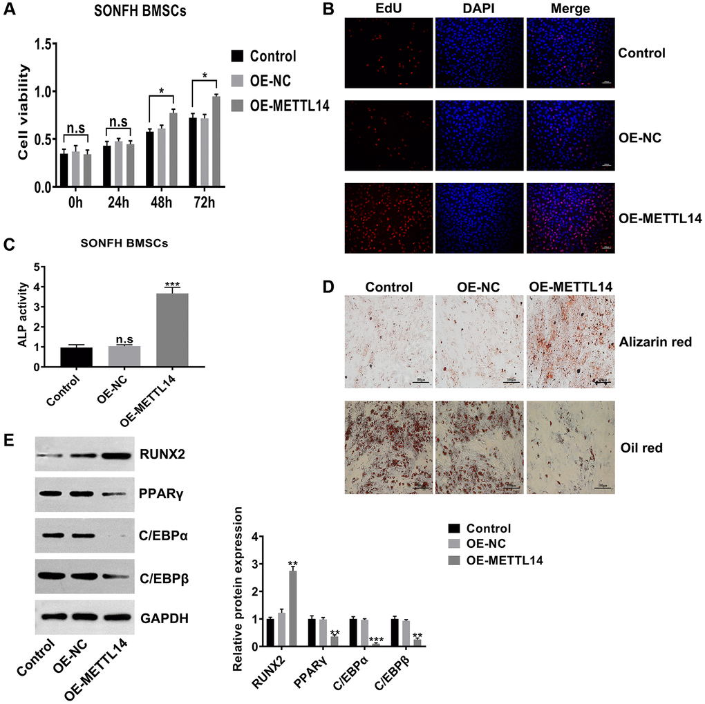 METTL14 up-regulation promoted the proliferation and osteogenesis of SONFH BMSCs. (A) The effect of METTL14 up-regulation on the cell viability of SONFH BMSCs was analyzed by CCK-8 assay. (B) EdU assay was used to detect the influence of METTL14 overexpression on the proliferation of SONFH BMSCs. Scale bar = 100 μm. (C) The ALP activity assay provided evidence that METTL14 up-regulation enhanced the ability of osteogenic differentiation of BMSCs from SONFH patients. (D) METTL14 overexpression promoted the ability of osteogenic differentiation and suppressed the adipogenesis capacity of SONFH BMSCs were confirmed by alizarin red staining and oil red staining. Scale bar = 100 μm. (E) The expression of osteogenic-related and adipogenic-related genes in BMSCs with METTL14 overexpression were analyzed by western blot. *P **P ***P 