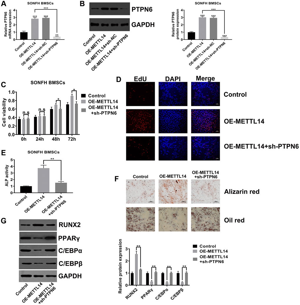 PTPN6 knockdown abrogated the beneficial effects of METTL14 overexpression on SONFH BMSCs. (A, B) qRT-PCR and western blot validated the efficiency of PTPN6 knockdown in METTL14 overexpression cells. (C, D) The CCK-8 and EdU assay evaluated the reversal effect of PTPN6 knockdown on cell proliferation induced by METTL14 overexpression. Scale bar = 100 μm. (E) The ALP activity assay was used to assess the reversal effect of PTPN6 knockdown on the osteogenesis promoted by METTL14 up-regulation. (F) The effects of sh-PTPN6 on the abilities of osteogenic differentiation and adipogenic differentiation of METTL14 overexpression cells were analyzed by Alizarin red staining and oil red staining. Scale bar = 100 μm. (G) Knockdown of PTPN6 counteracted the regulatory effect of METTL14 overexpression on osteogenic and adipogenic related genes. *P **P ***P 