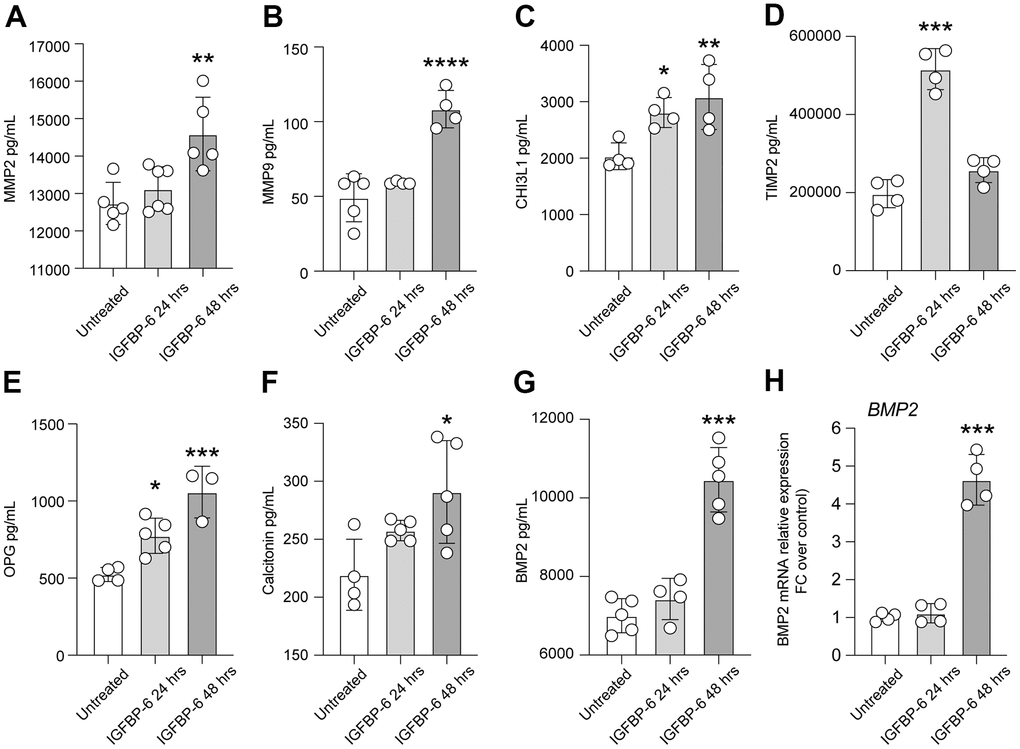 IGFBP-6 induces the expression of mediators involved in proliferation and migration in HS5 cells. (A–G) Multiplex immunobead assay technology on HS5 cells exposed to 200 ng/mL of IGFBP-6 for 24h and 48h was performed on a culture medium to determine concentrations of indicated cytokines. Culture medium from untreated cells and treated cells were evaluated. (*P H) qPCR results obtained for BMP2 in HS5 cells exposed to 200 ng/mL of IGFBP-6 for 24h and 48h. Relative mRNA expression level normalized with β-actin by using a comparative 2-ΔΔCt method. *** P 