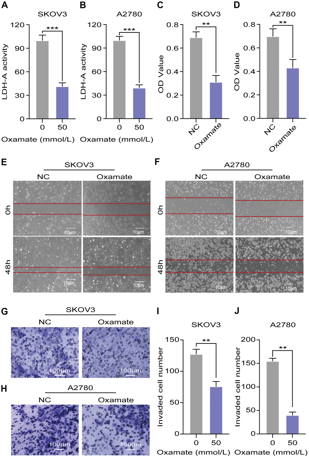 Oxamate suppressed the proliferation, migration, and invasion ability of both A2780 and SKOV3 cells. (A, B) Expression of LDH-A in A2780 and SKOV3 cells after oxamate treated for 24 hours. (C, D) Proliferation rates of A2780 and SKOV3 cells were evaluated by CCK-8 assays. (E, F) Scratch assays were used to test migration ability of A2780 and SKOV3 cells after oxamate treated for 48 hours. (G, H) Images of metastatic tumor cells were recorded by microscope. (I, J) Number of invaded cells were counted under the microscope. Mean ± SEM, **P 