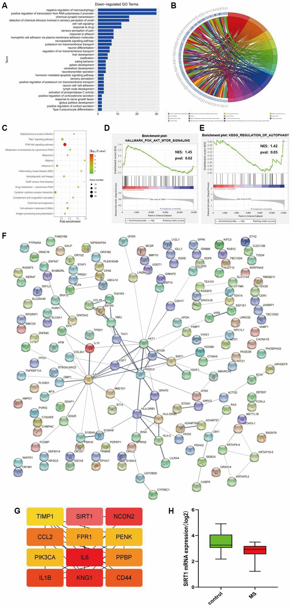 (A, B) GO enrichment analysis of the down-regulated pathway. (C) KEGG pathway enrichment analysis. (D, E) GSEA gene enrichment analysis. (F) The protein-protein interactive network. (G) The hub gene network. (H) The expression analysis of SIRT1.