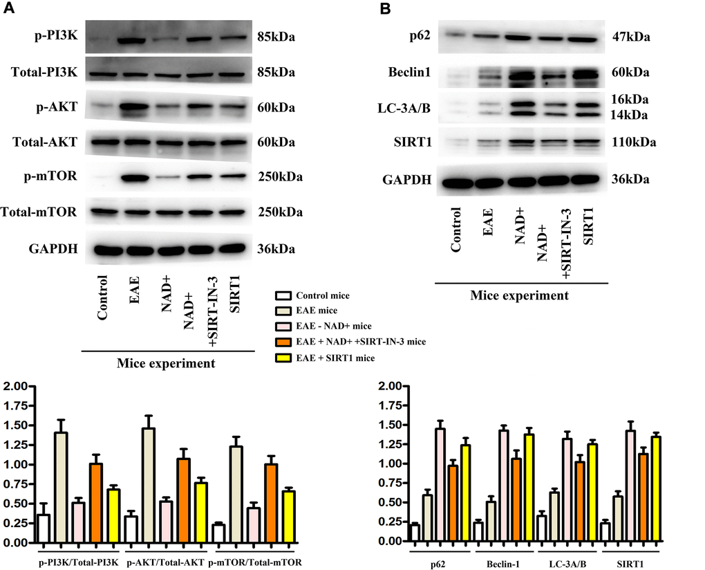 Expression of p-PI3K, p-AKT, p-mTOR, P62, Beclin1, LC-3A/B and SIRT1 in tissues. (A) Western blotting showed that expressions of p-PI3K, p-Akt and p-mTOR were the highest in the EAE group at the level of tissues. (B) P62, Beclin1, LC-3b and SIRT1 were the up-regulated in the NAD+ group, followed by the NAD+ + SIRT-IN-3 group, the EAE group and the control group at the level of tissues by western blotting.