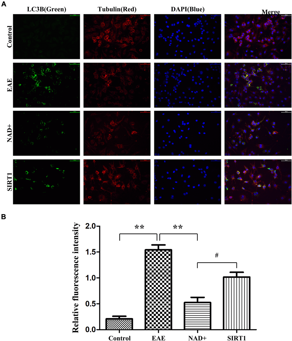 Autophagy degree of LC-3A/B at the cellular level. (A) Under fluorescence microscope, immunofluorescence staining was used to present the expression of LC-3A/B at the cellular level. (B) Column diagram manifesting the relative fluorescence intensity in the different group at the cellular level.