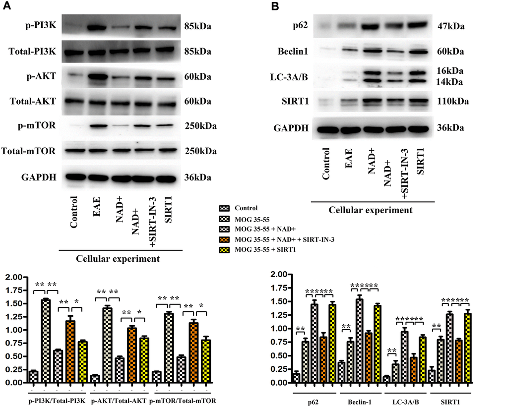 The expression of p-PI3K, p-AKT, p-mTOR, P62, Beclin1, LC-3A/B and SIRT1 in cells. (A) Western blotting showed that expressions of p-PI3K, p-Akt and p-mTOR were the highest in the EAE group at the level of cells. (B) P62, Beclin1, LC-3b and SIRT1 were the up-regulated www.aging-us.com 14 AGING in the NAD+ group, followed by the SIRT1 inhibitor group, the EAE group and the control group at the level of cells by western blotting.