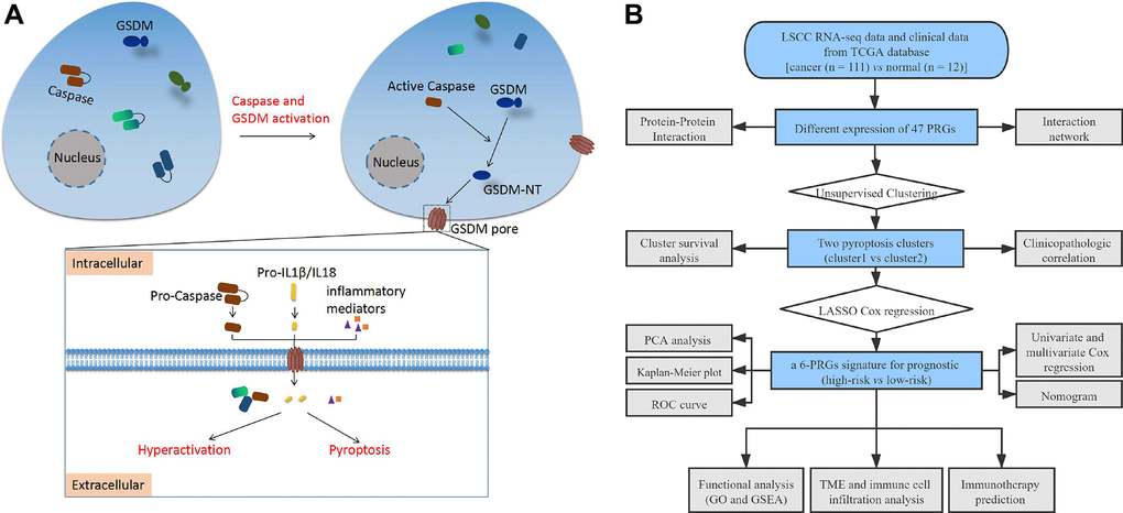 (A) Schematic diagram of pyroptosis. (B) The flow chart of this study. Abbreviations: LSCC: laryngeal squamous cell carcinoma; TCGA: the cancer genome atlas; PRGs: pyroptosis-related genes; LASSO: least absolute shrinkage and selection operator; PCA: principal component analysis; ROC: receiver operating characteristic; TME: tumor microenvironment; GO: Gene Ontology; GSEA: Gene set enrichment analysis.