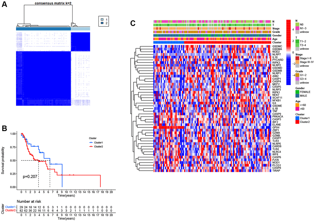 Pyroptosis clusters based on the differentially expressed PRGs. (A) Consensus clustering of 111 LSCC samples when k = 2. (B) Kaplan-Meier survival analysis with the log-rank test between the two clusters (P = 0.207). (C) Heatmap of clinicopathological characteristics and clusters.