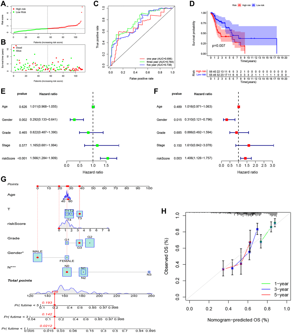 Independent prognostic value of PRGs-based signature. (A) The distribution and median value of the risk scores. (B) The distributions of overall survival status, overall survival, and risk score. (C) The AUC values of time-dependent ROC curves for survival prediction. (D) Kaplan-Meier survival curves showing the overall survival of high- and low-risk LSCC patients divided according to the risk score (log-rank P = 0.007). (E) Prognostic value of the risk scores in the univariate Cox regression analysis (HR = 1.566, 95% CI: 1.284–1.909, P F) Prognostic value of the risk scores in the multivariate Cox regression analysis (HR = 1.406, 95% CI: 1.126–1.757, P = 0.003). (G) The nomogram for predicting the 1-year, 3-year, and 5-year overall survival. (H) Calibration plot of the nomogram for predicting 1-year, 3-year, and 5-year overall survival.