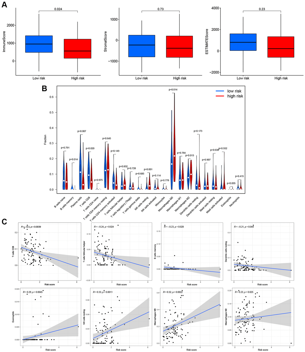 Effects of PRGs-based prognostic model on immune cell infiltration. (A) Comparison of the immune, stromal, and estimate scores in the low- and high-risk groups, respectively. (B) The violin plot of different infiltration levels of immune cells between high- and low-risk patients. (C) The correlation of risk score and immune cells infiltration.