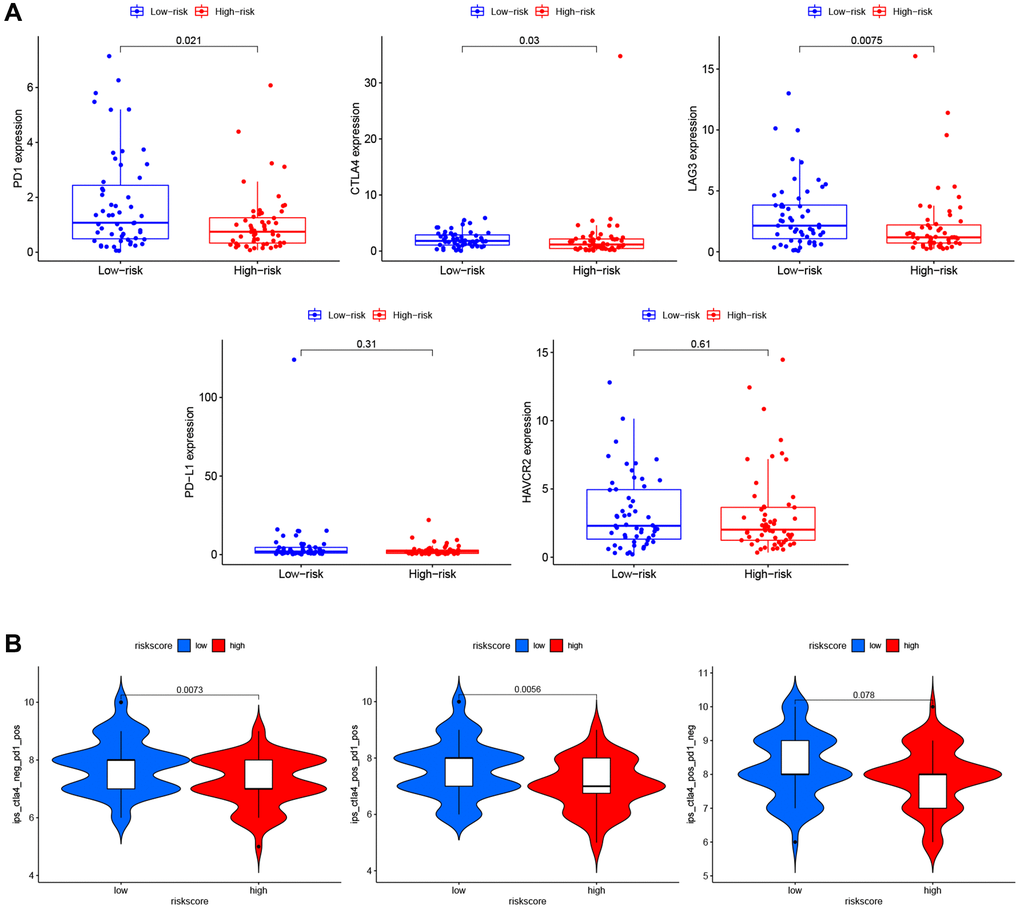 Immunotherapy prediction of PRGs-based prognostic model for LSCC. (A) Immune checkpoint inhibitors related genes (PD1, CTLA4, LAG3, PD-L1, and HAVCR2) expression between high- and low-risk patients. (B) Differences in immunophenoscores between patients in high- and low-risk groups received anti-PD1 alone, anti-CTLA4 alone, and combination therapy with anti-CTLA4 and anti-PD1.