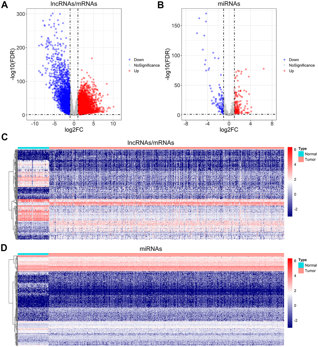 Differential gene expression analysis for ccRCC. (A, B) Volcano plot of the differentially expressed lncRNAs/mRNAs, and miRNAs. (C, D) The heatmap of the top 300 differentially expressed lncRNAs/mRNAs, and miRNAs.