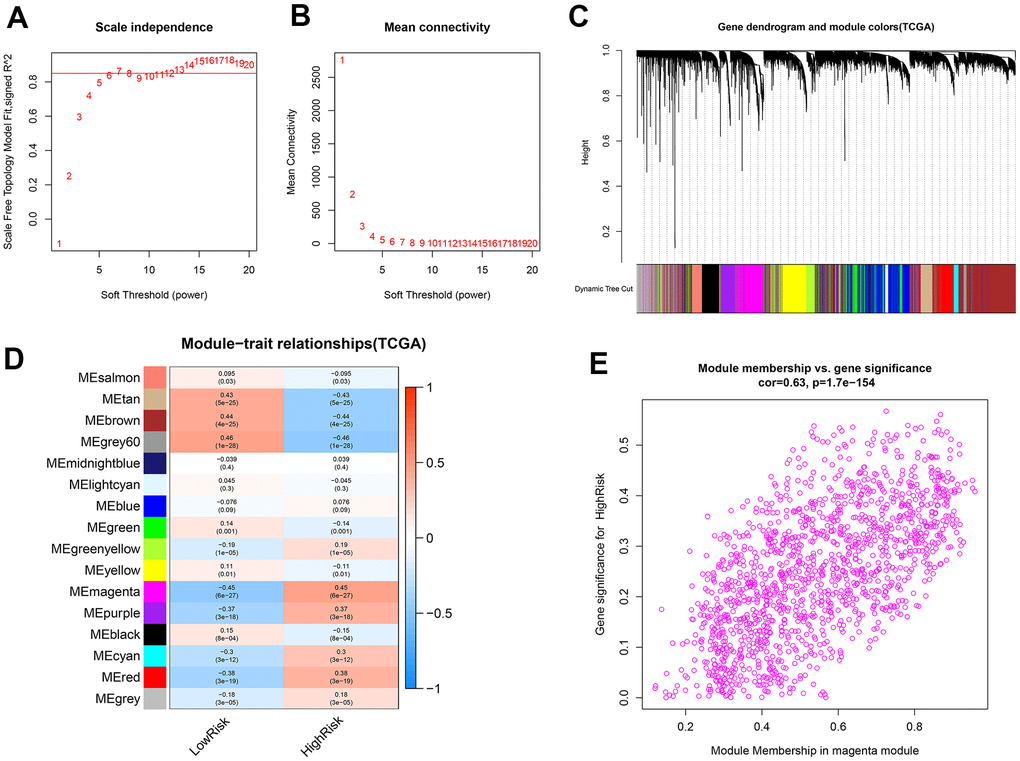 Identification of co-expression modules related to the high-risk group by WGCNA. (A, B) The scale-free fit index and the mean connectivity for various soft-thresholding powers (β) were optimized. (C) Cluster dendrogram of genes based on the 1-TOM. (D) Heatmap of the correlation between module eigengenes and sample types. (E) Scatter plot of module eigengenes for the high-risk group in the magenta module.