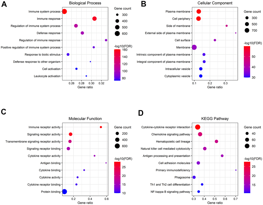 Gene functional enrichment analysis of genes associated with the high-risk group. (A–C) Overrepresented GO terms for BP, CC, and MF. (D) Top 10 enriched functional pathway terms based on KEGG analysis.