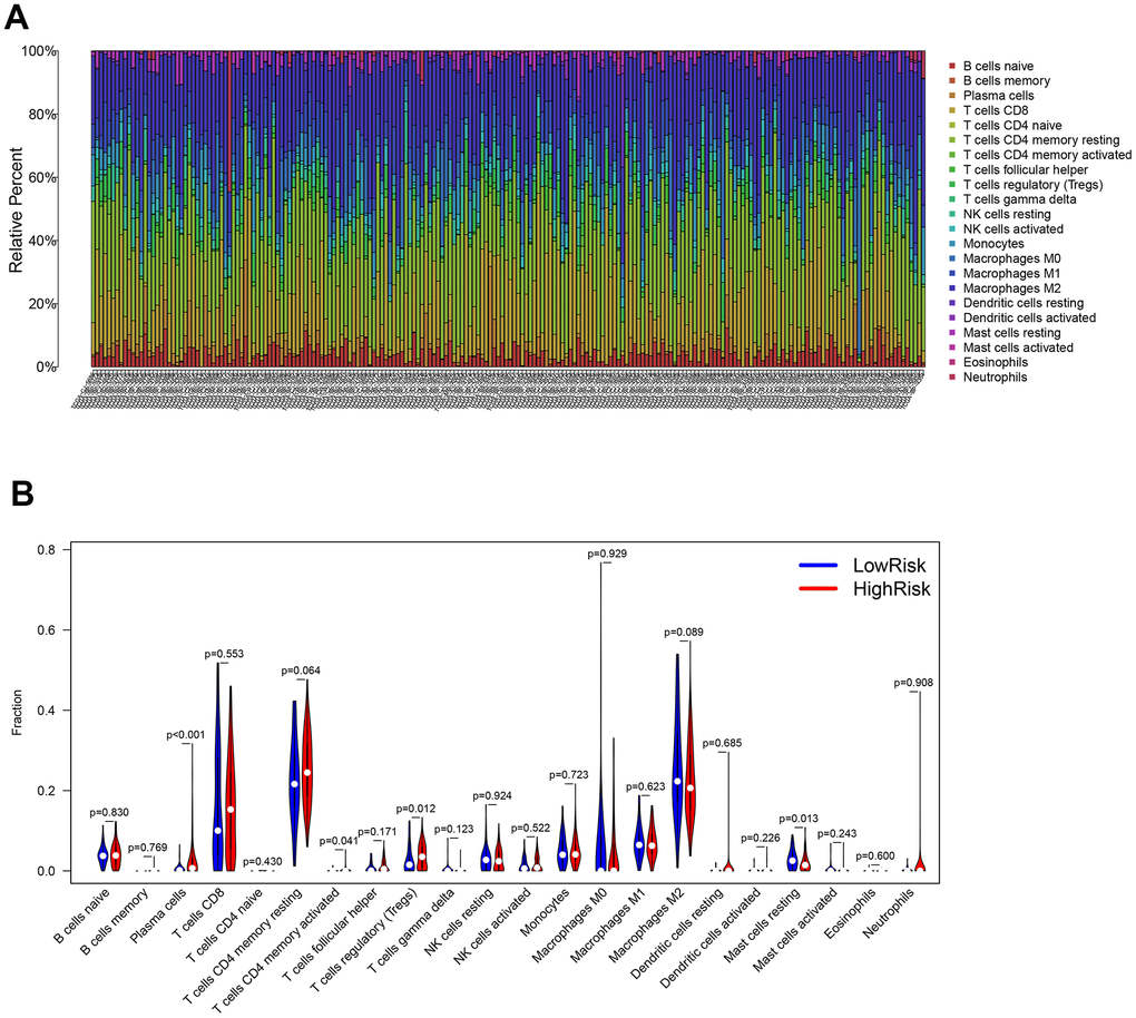 Evaluation of the immune cell infiltration in ccRCC samples. (A) The abundance of 22 immune cell types in ccRCC samples. (B) The proportion of different immune cell types between the high- and low-risk groups in ccRCC samples.