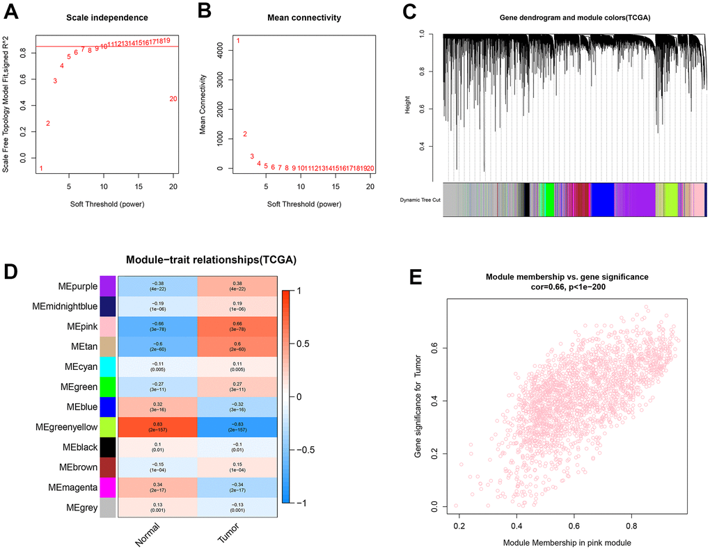 Identification of co-expression modules for lncRNAs/mRNAs based on WGCNA. (A, B) The scale-free fit index and the mean connectivity for various soft-thresholding powers (β) were optimized. (C) Cluster dendrogram of lncRNAs/mRNAs based on the 1-TOM. (D) Heatmap of the correlation between module eigengenes and sample types. (E) Scatter plot of module eigengenes for ccRCC samples in the pink module.
